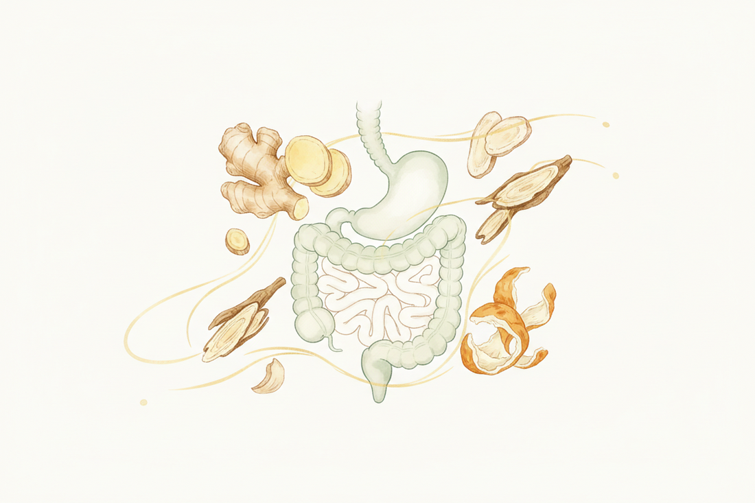 Digestive & Gut Health | Dr. Cai Chun (TCM Gastroenterology) | CMCS Shanghai